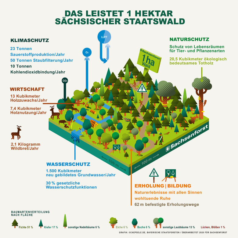 Staatswaldbewirtschaftung Bei Sachsenforst - Staatsbetrieb Sachsenforst ...