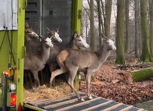 Das Wild triit aus dem Transportfahrzeug.