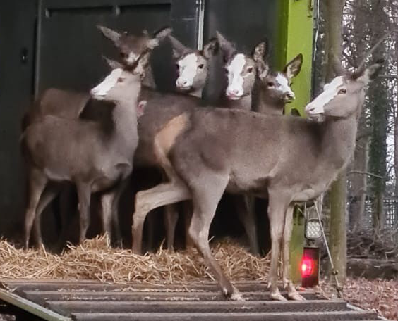 Bleßwild beim Verlassen des Transporters im Wildgehege.