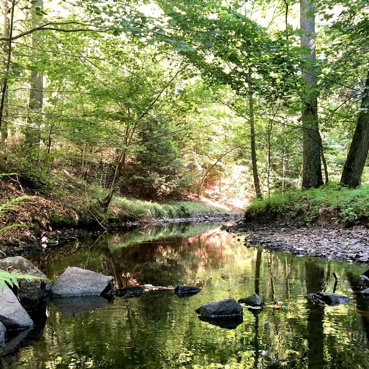 Bachlauf im Wald