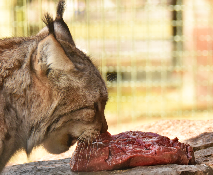 Luchs beschnuppert Fleischstück