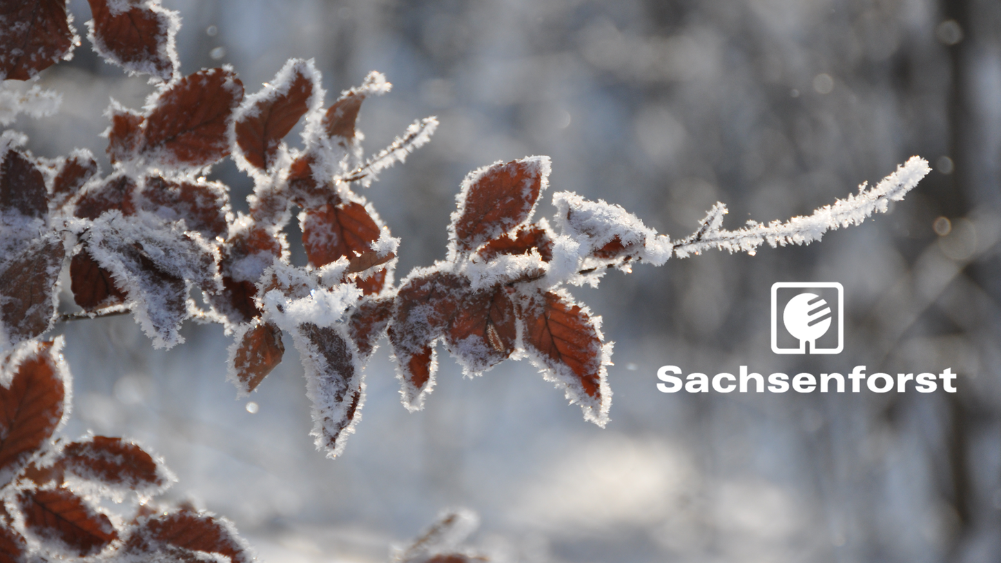 Buchenzweig im Winter