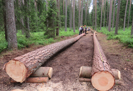 Das Waldbesitzerportal Von Sachsenforst - Staatsbetrieb Sachsenforst ...