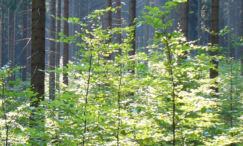 Startseite - Staatsbetrieb Sachsenforst - Sachsen.de