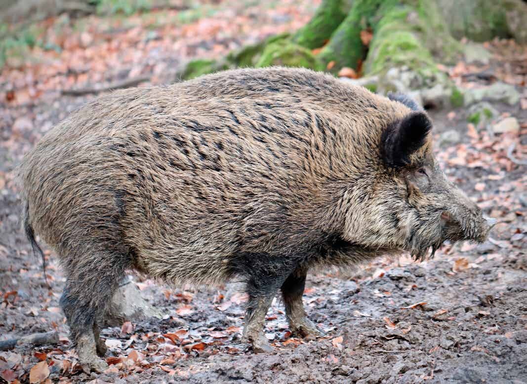 Seitenansicht eines Wildschweins