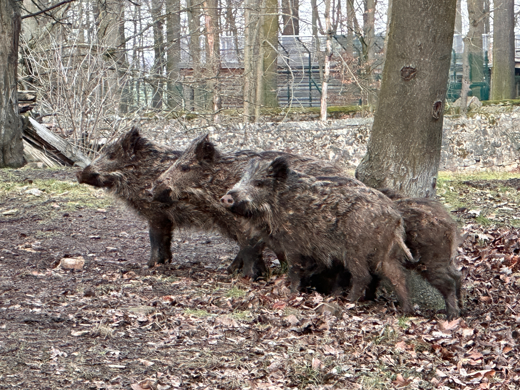 Drei Wildschweine im Wildgehege